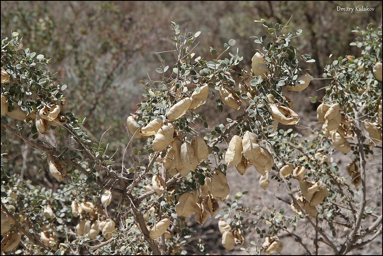 Colutea paulsenii: Colutea paulsenii