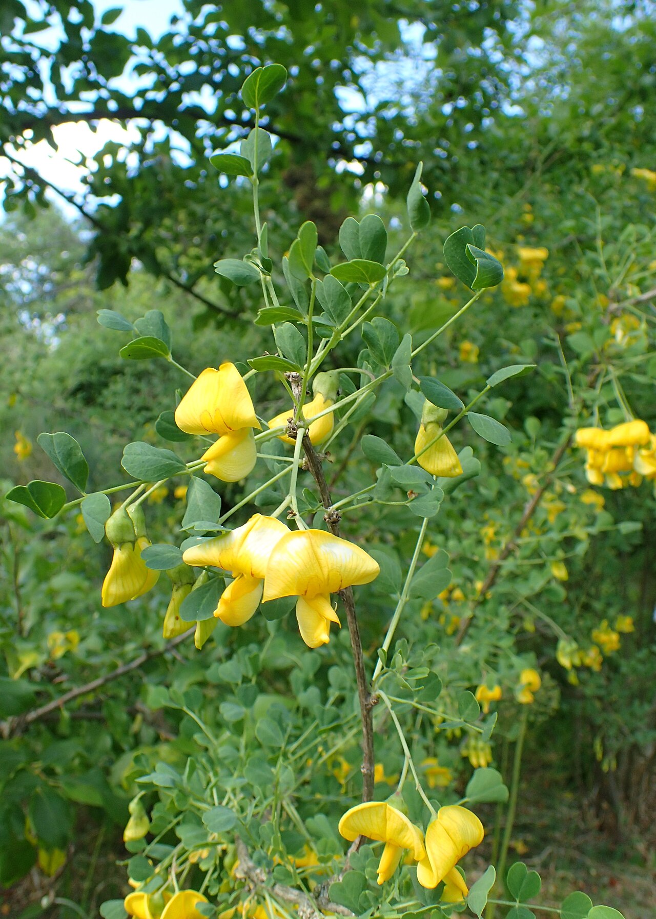 Colutea paulsenii: Colutea paulsenii in the Botanischer Garten, Berlin-Dahlem