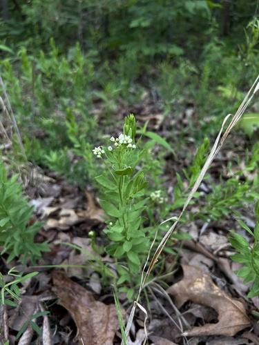 Bastard toadflax (Comandra umbellata)