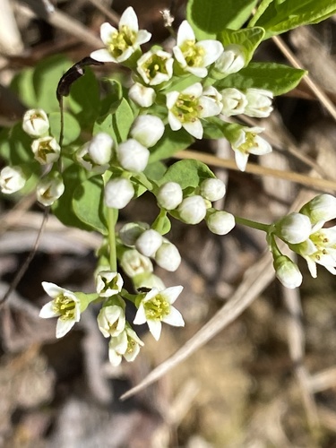 Bastard toadflax (Comandra umbellata)