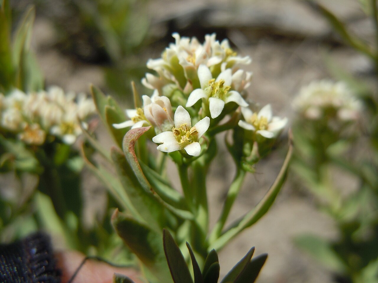 Bastard toadflax: The abundance of this species in the area is geographically patterned with greater frequency in the central INL area regardless of substrate (e.g., clay or sand