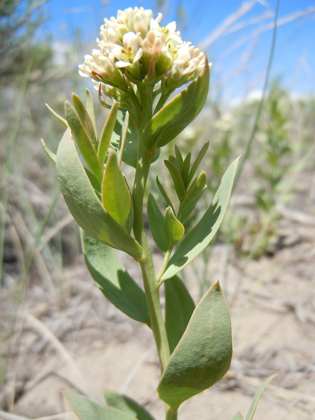 Bastard toadflax: The abundance of this species in the area is geographically patterned with greater frequency in the central INL area regardless of substrate (e.g., clay or sand