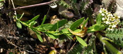 Bastard toadflax (Comandra umbellata)
