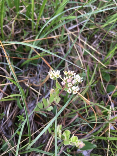Bastard toadflax (Comandra umbellata)