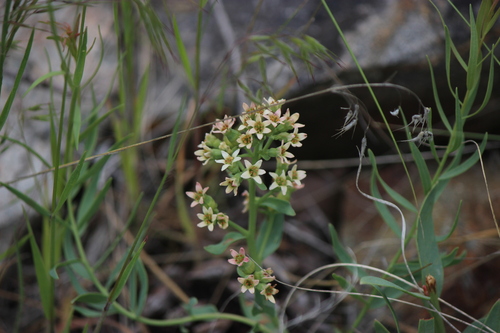 Bastard toadflax (Comandra umbellata)