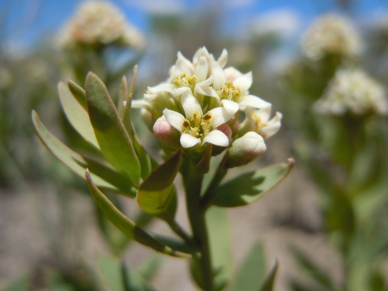 Bastard toadflax: The abundance of this species in the area is geographically patterned with greater frequency in the central INL area regardless of substrate (e.g., clay or sand