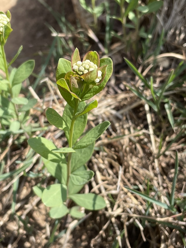 Bastard toadflax (Comandra umbellata)