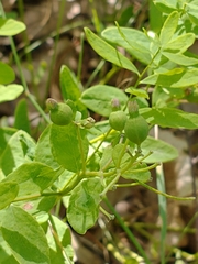 Bastard toadflax (Comandra umbellata)