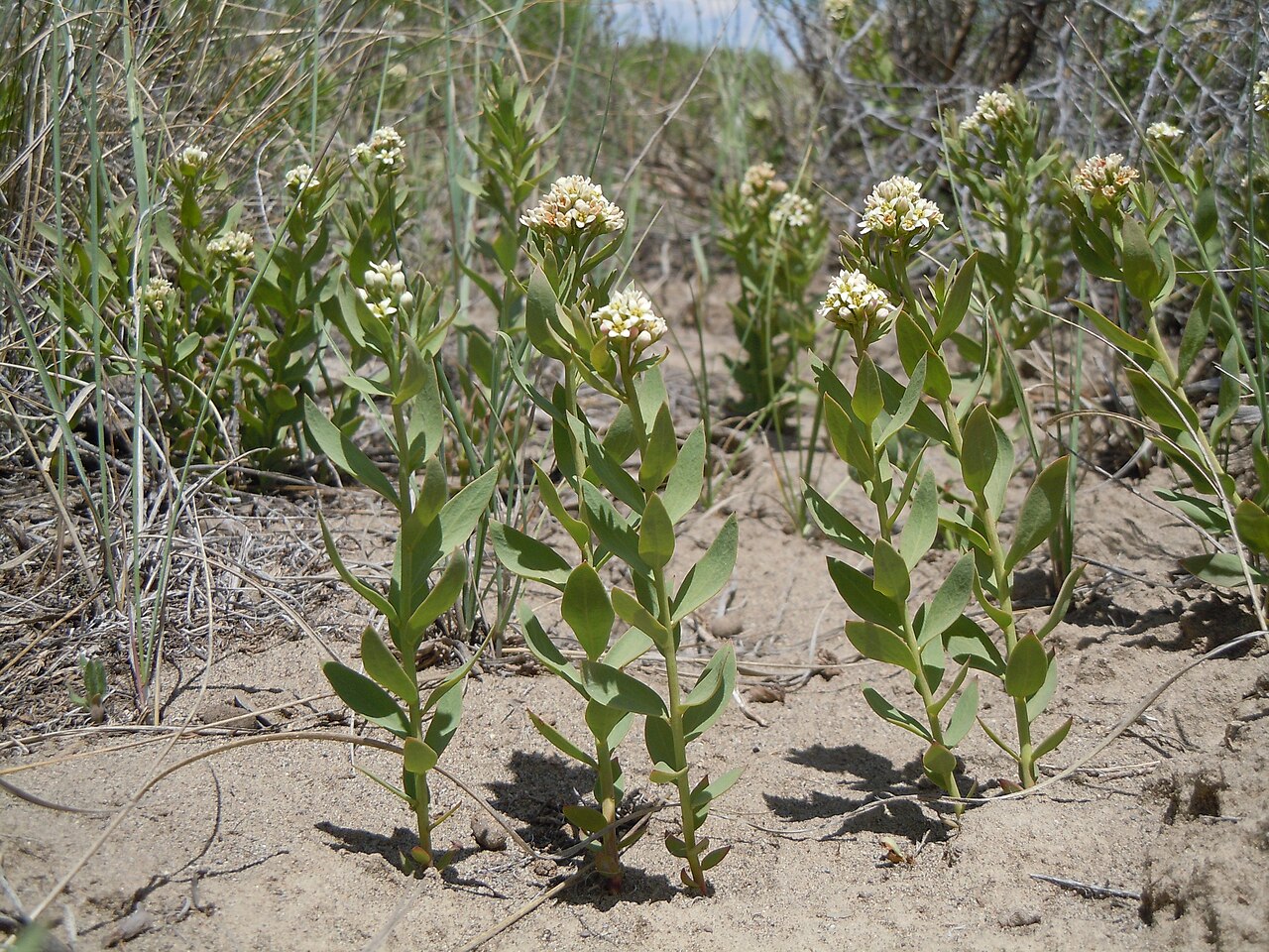 Bastard toadflax: The abundance of this species in the area is geographically patterned with greater frequency in the central INL area regardless of substrate (e.g., clay or sand