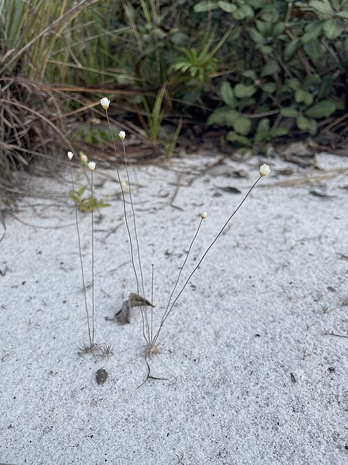 Comanthera aciphylla: Comanthera aciphylla in Brazil