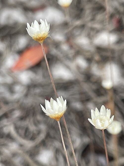Comanthera aciphylla: Comanthera aciphylla in Brazil