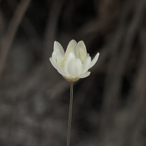 Comanthera aciphylla: Comanthera aciphylla in Brazil