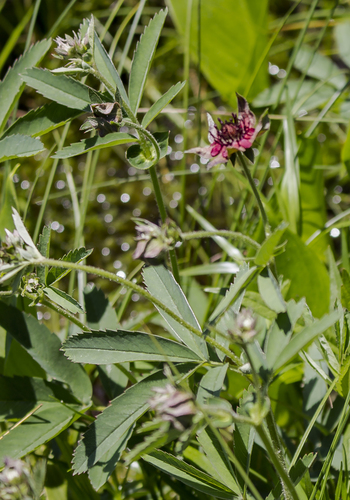 Marsh cinquefoil (Comarum palustre)