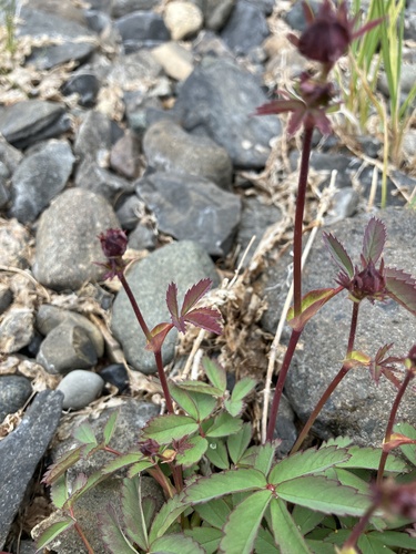 Marsh cinquefoil (Comarum palustre)