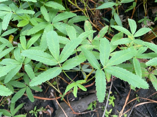 Marsh cinquefoil (Comarum palustre)