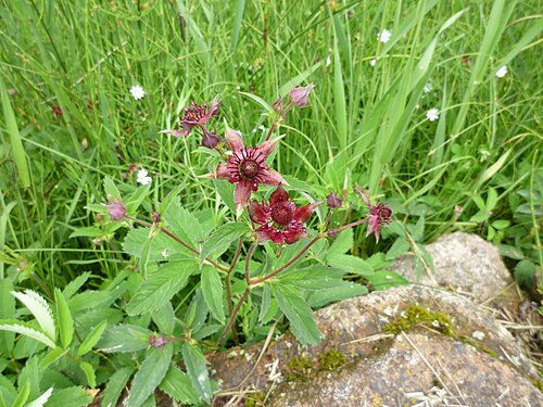 Marsh cinquefoil: Sumpf-Blutauge Comarum palustre im NSG Weiherlandschaft Wiesenfelden.