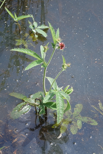 Marsh cinquefoil (Comarum palustre)