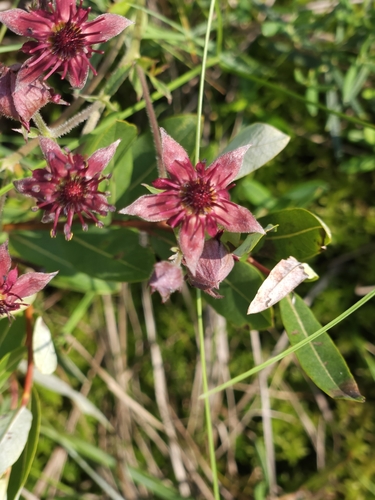 Marsh cinquefoil (Comarum palustre)