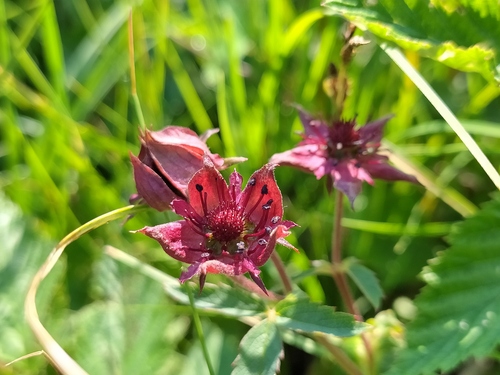 Marsh cinquefoil (Comarum palustre)
