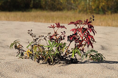Marsh cinquefoil: Comarum palustre in autumn colours. Picture taken near Luleå, Sweden.