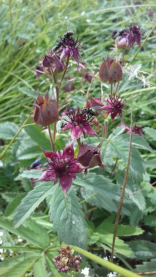 Marsh cinquefoil: Comaret des marais ( Comarum palustre ) dans les monts d'Aubrac