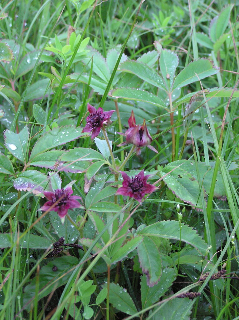 Marsh cinquefoil (Comarum palustre)