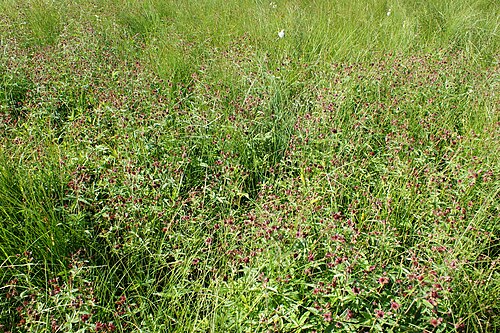 Marsh cinquefoil: Comarum palustre in Będomino near Kościerzyna, N Poland