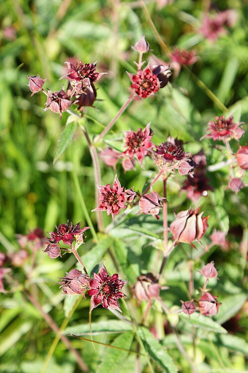 Marsh cinquefoil: Comarum palustre in Będomino near Kościerzyna, N Poland