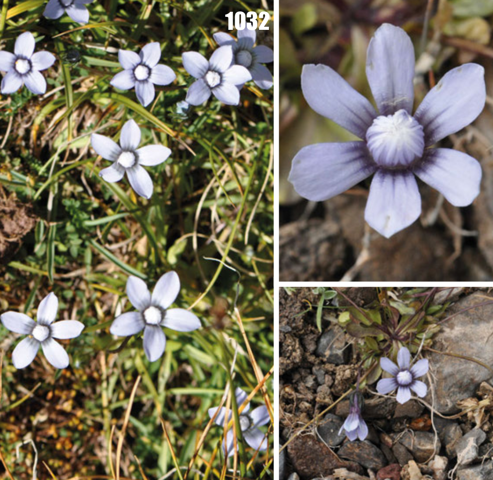 Comastoma falcatum: Comastoma falcatum, Tajikistan