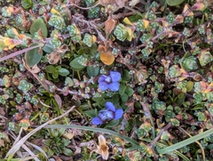 Comastoma nanum (Comastoma nanum)