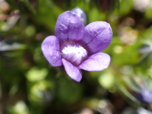 Comastoma nanum (Comastoma nanum)