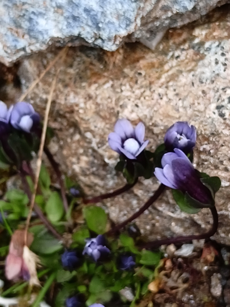 Comastoma nanum (Comastoma nanum)