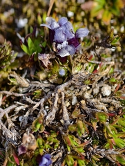 Comastoma nanum (Comastoma nanum)
