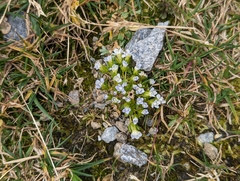 Comastoma nanum (Comastoma nanum)