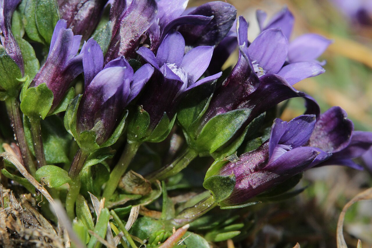 Comastoma nanum: Gentiana nana (Syn: Comastoma nanum), Zwerg-Enzian, Zwerg-Haarschlund