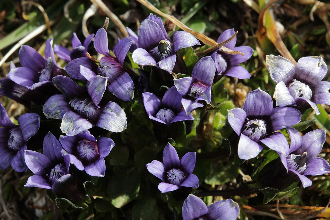 Comastoma nanum: Gentiana nana (Syn: Comastoma nanum), Zwerg-Enzian, Zwerg-Haarschlund