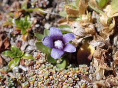 Comastoma nanum (Comastoma nanum)