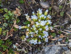 Comastoma nanum (Comastoma nanum)