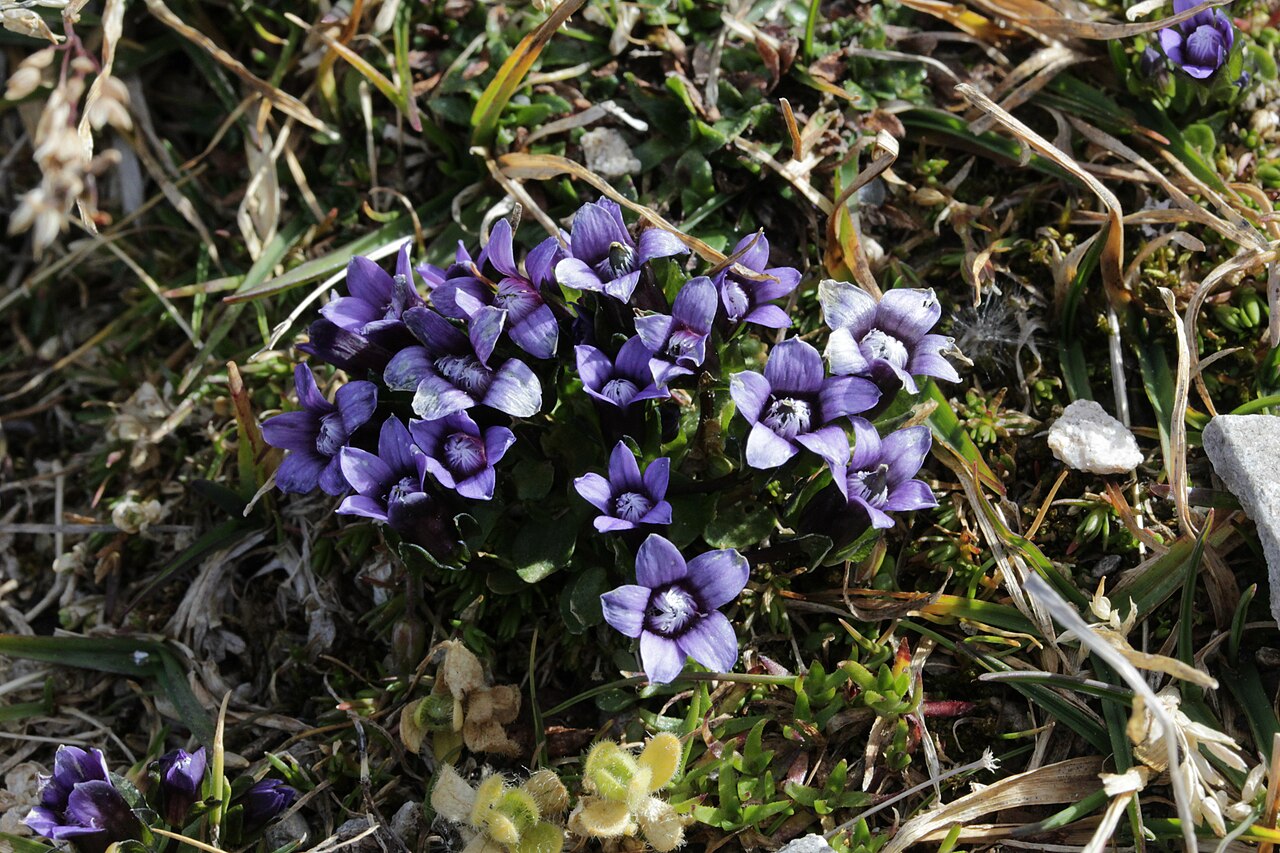 Comastoma nanum: Gentiana nana (Syn: Comastoma nanum), Zwerg-Enzian, Zwerg-Haarschlund