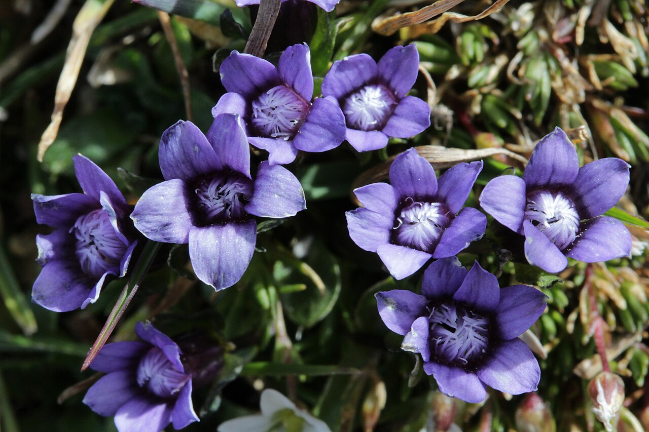 Comastoma nanum: Gentiana nana (Syn: Comastoma nanum), Zwerg-Enzian, Zwerg-Haarschlund