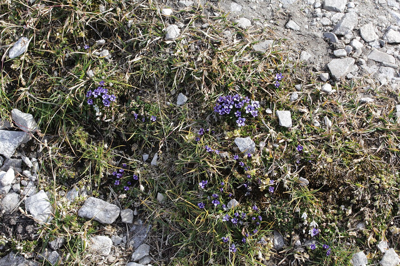 Comastoma nanum: Gentiana nana (Syn: Comastoma nanum), Zwerg-Enzian, Zwerg-Haarschlund