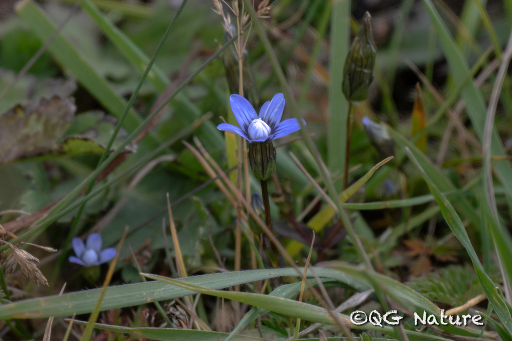 Comastoma polycladum (Comastoma polycladum)