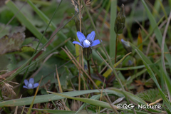 Comastoma polycladum (Comastoma polycladum)