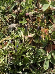Dane's dwarf gentian (Comastoma tenellum)