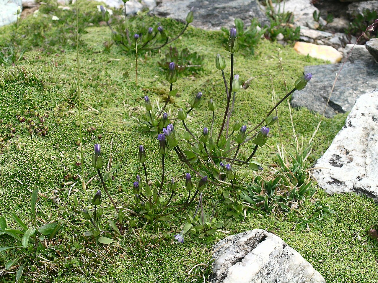 Dane's dwarf gentian: Gentianella tenella Rottb., Riffelberg, Kanton Wallis, Schweiz