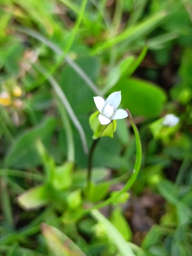 Dane's dwarf gentian (Comastoma tenellum)
