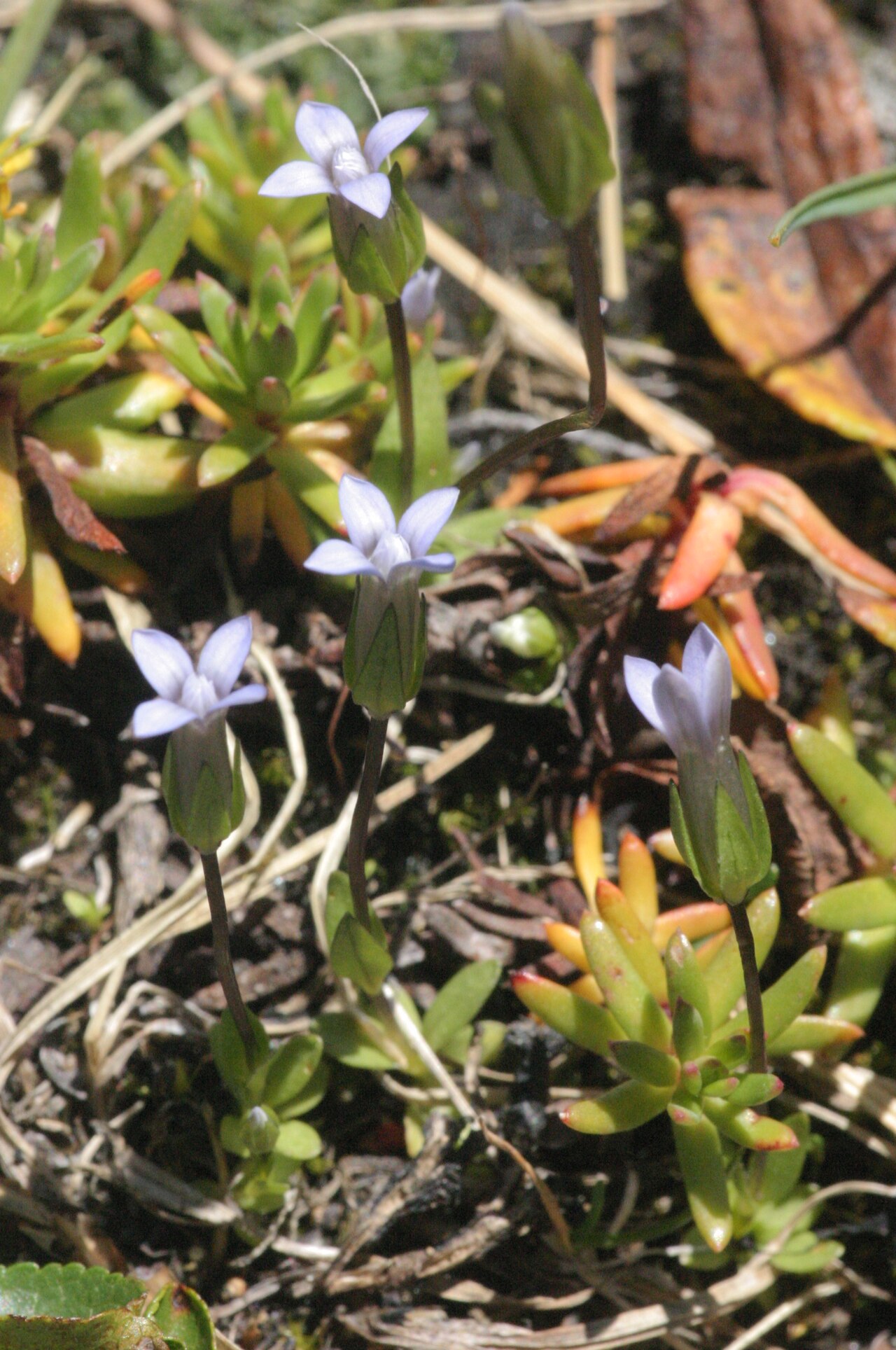 Dane's dwarf gentian: Comastoma tenellum (Syn. Gentianella tenella) in Austria