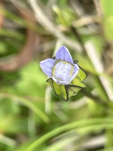 Dane's dwarf gentian (Comastoma tenellum)