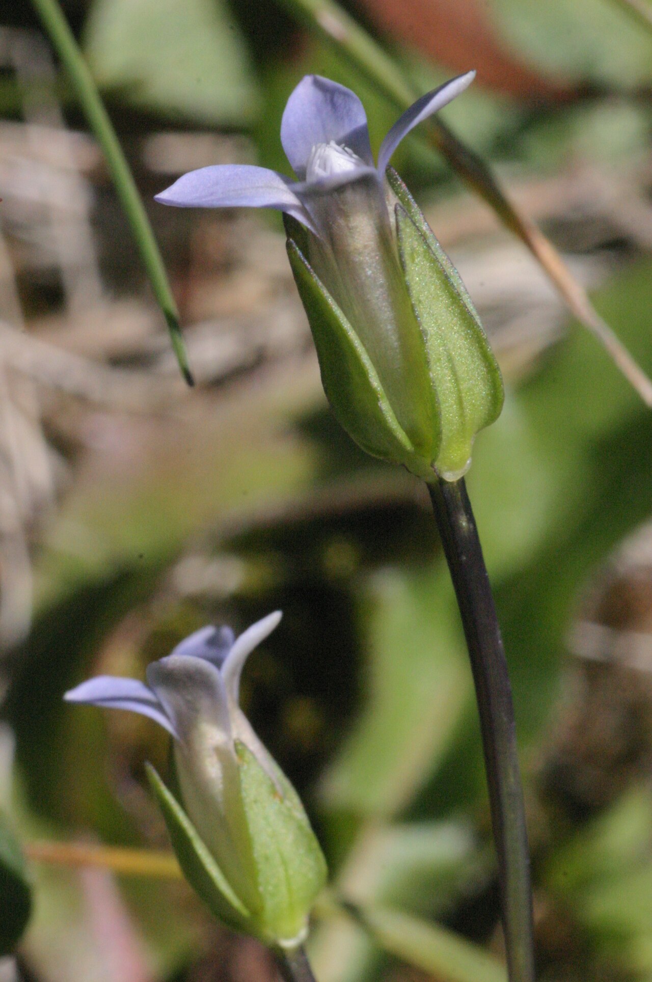 Dane's dwarf gentian: Comastoma tenellum