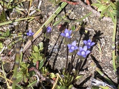 Dane's dwarf gentian (Comastoma tenellum)